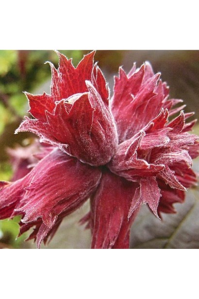 Фундук Варшавський Червоний на штамбі плоди